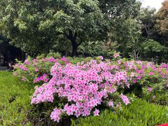 -西湖公园(鼓楼区)
