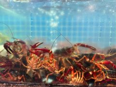 -冶建镜子·老南昌大排档·江西虾王(总店)