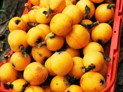 -塘栖枇杷特色园区