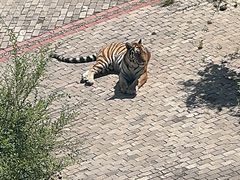 -青藏高原野生动物园