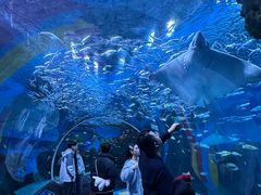 -海合安成都极地海洋公园
