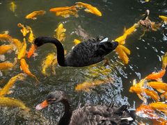 -南宫五洲植物乐园