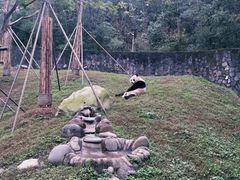 -都江堰中华大熊猫苑