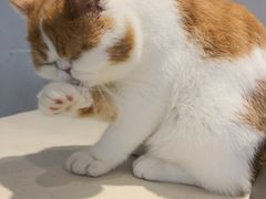 -飞行喵MR PILOT|猫舍·猫咖(静安大融城店)