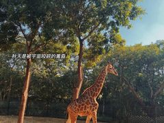 -深圳野生动物园