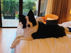 -上海崇明金茂凯悦酒店