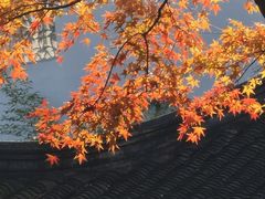 -秋霞圃