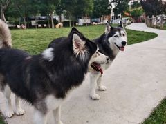 -爪吧宠物乐园 (温榆河示范区店)