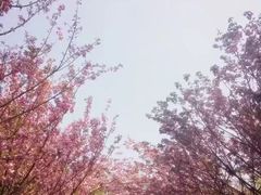 -南山植物园