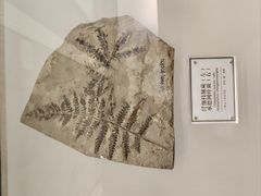-辽宁古生物博物馆