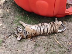 -西霞口神雕山野生动物世界