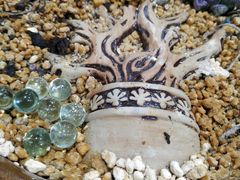 -食神鱼头佛跳墙(百子湾旗舰店)