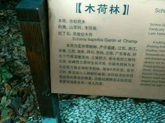 -香雪海