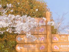 -顾村公园3号门停车场