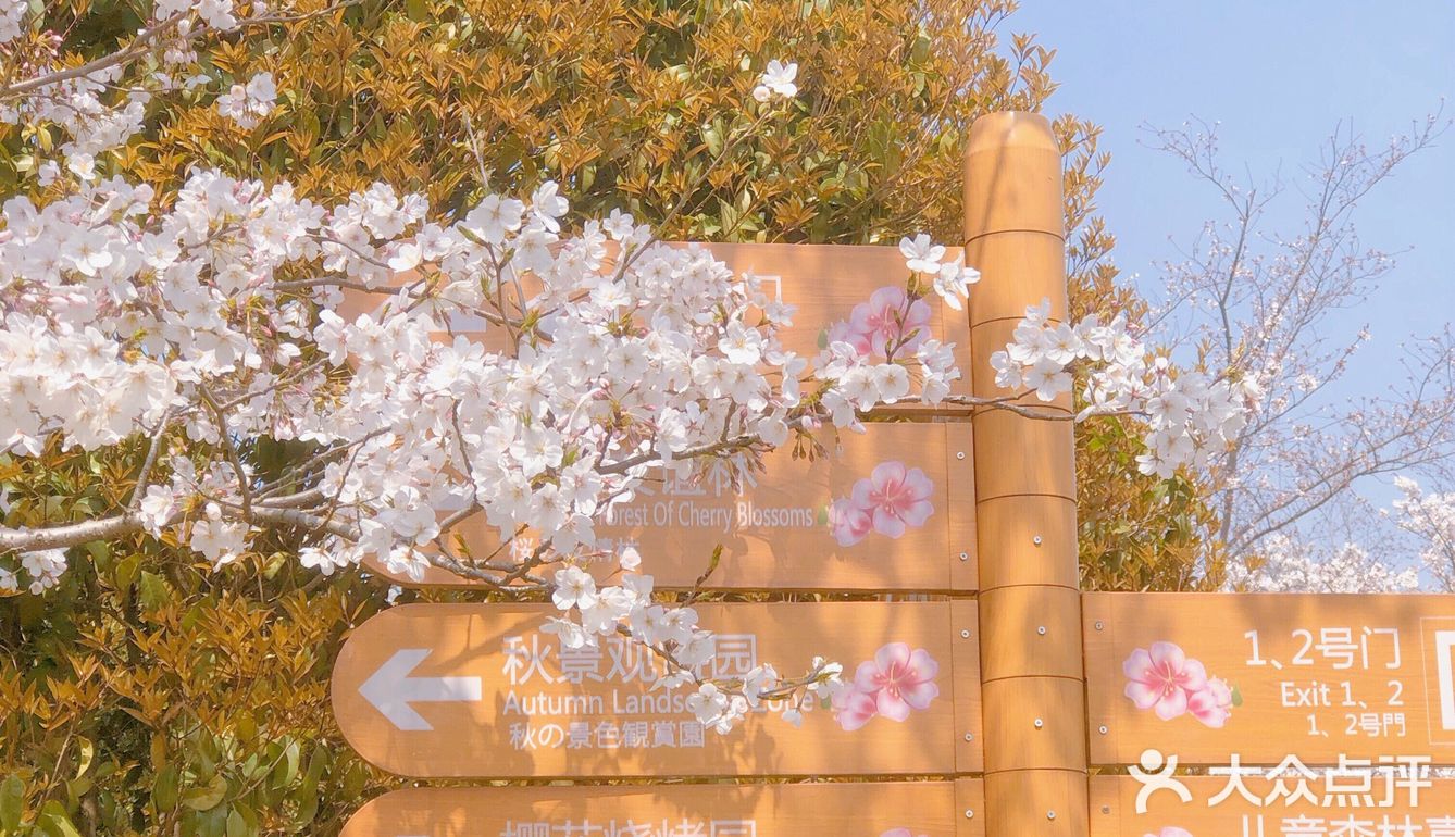 春天的正确打开方式-一起来看场樱花雨吧🌸