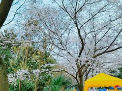 -武汉大学-樱园
