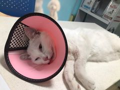 -瑞派旺宝宠物医院·犬猫全科综合·尿道专科(莲兴院)