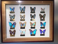 -上海昆虫博物馆