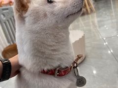 -柴犬小屋·柴餐厅·狗咖食堂(金鼎广场店)