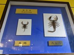 -上海昆虫博物馆