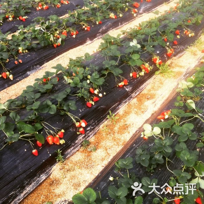 青浦草莓采摘点-图片-上海休闲娱乐-大众点评网
