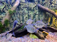 -上海海洋水族馆