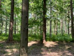 -黄海国家森林公园