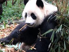 熊猫本尊-成都大熊猫繁育研究基地