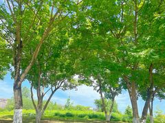 -两河城市森林公园