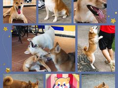 -柴犬高等学院·狗咖·柴犬售卖·宠物训练