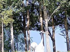 -黑龙江扎龙生态旅游区