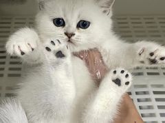 -lincat·猫舍(广州店)