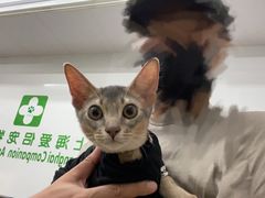 -爱侣宠医·鹦鹉专科·小型哺乳类·异宠专科(灵石路店)