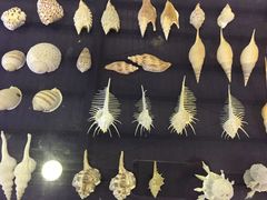 -上海海洋大学鱼文化博物馆(军工路校区)