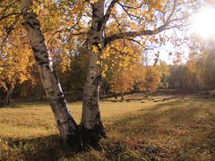 -塞罕坝国家级自然保护区