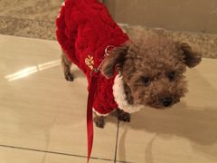 -天宠宠物医院24小时·急重症诊疗中心·全科·腔镜特色(和平分院)