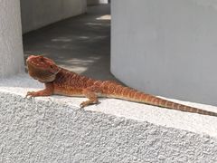 -岭南美术馆