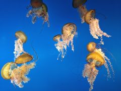 -太平洋海底世界