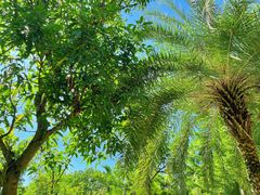 -三亚海棠湾万丽度假酒店