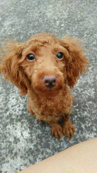 -瑞派旺宝宠物医院·犬猫全科综合·尿道专科(莲兴院)