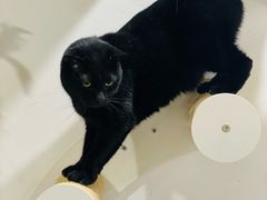 -楼上猫咖(罗湖店)