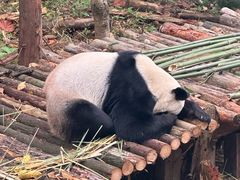 -黔灵山公园