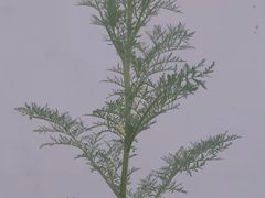 -莲花山公园
