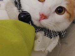 -爱侣宠医·鹦鹉专科·小型哺乳类·异宠专科(灵石路店)