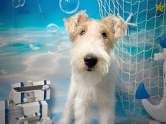 -BABIT巴比特宠物(MOMOPARK店)