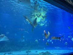 -烟台海昌鲸鲨海洋公园