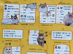 -滚猫咖啡·猫咖·猫友好撸猫(未来城店)