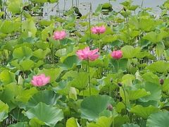 -新江湾城公园