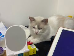 -Bastet sally猫舍购宠(静安店)