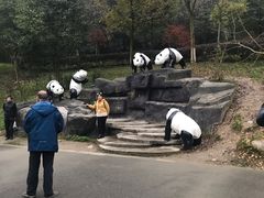 -都江堰中华大熊猫苑